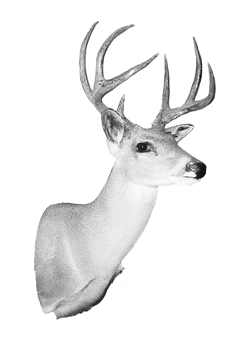 FJ-Coues-MIN.jpg