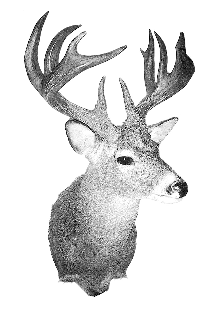 FJ-Coues-WR.jpg