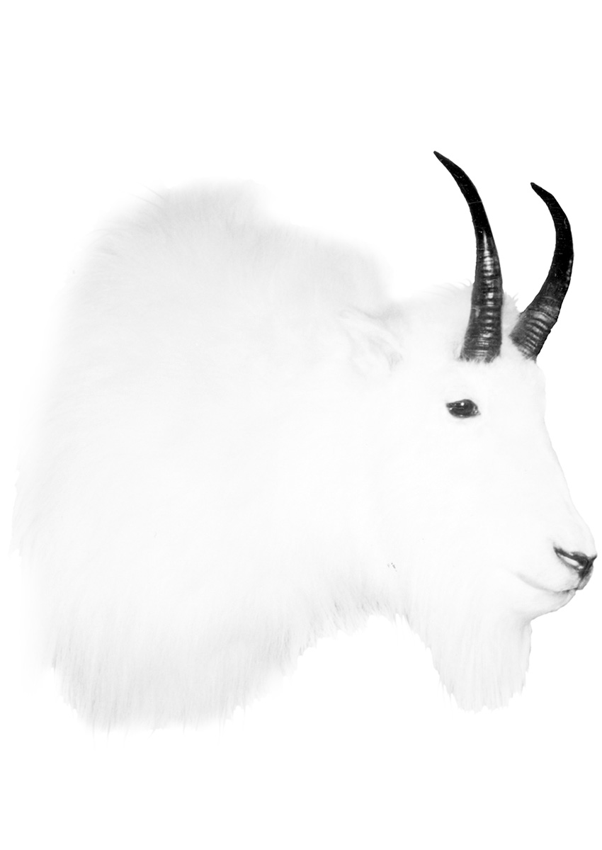 FJ-Goat-MIN.jpg