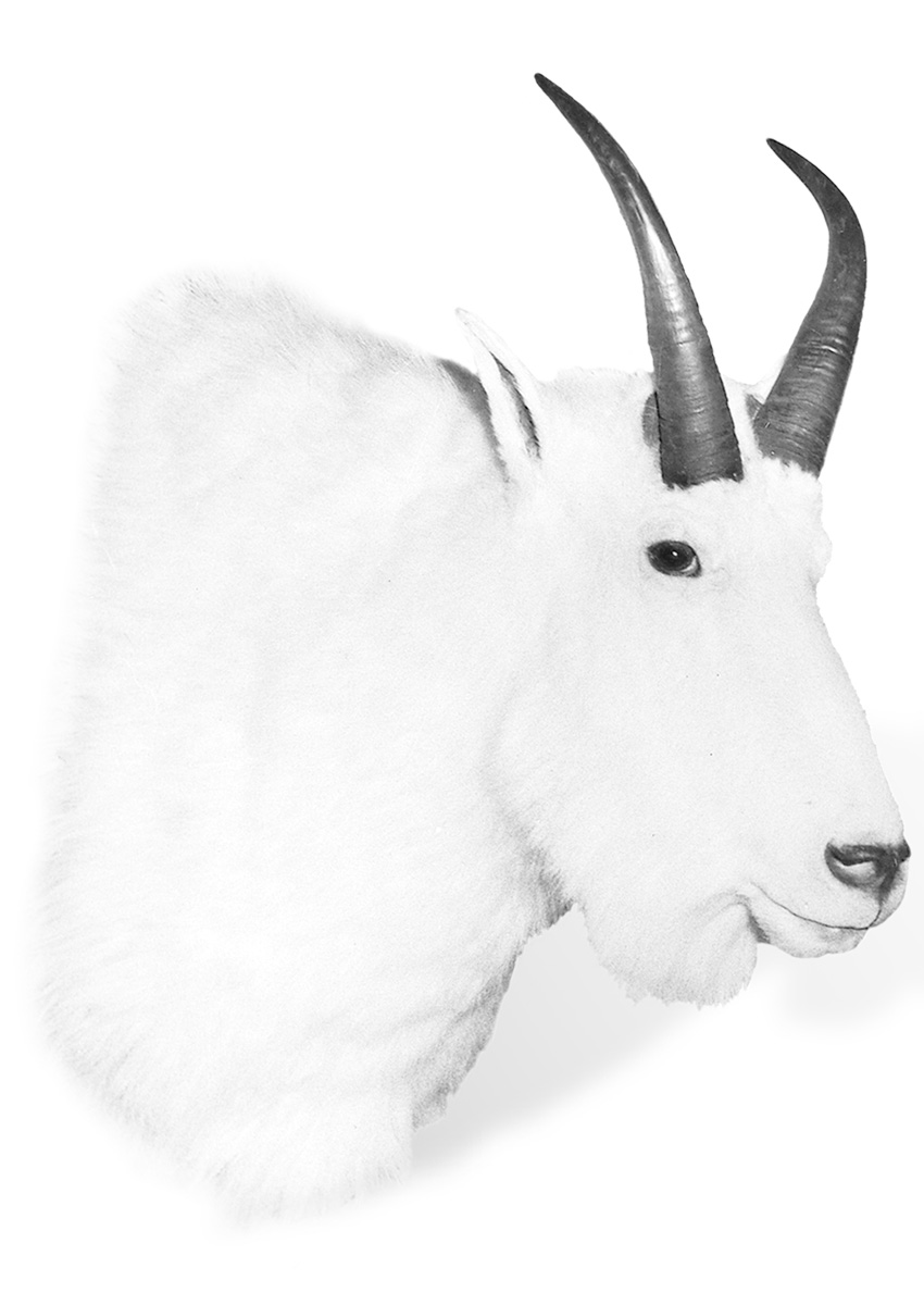 FJ-Goat-WR.jpg
