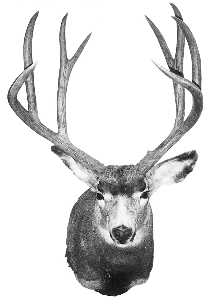 FJ-MuleDeer-MIN.jpg