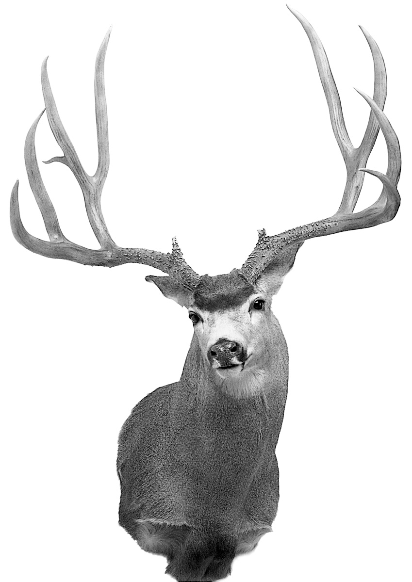 FJ-MuleDeer-WR.jpg