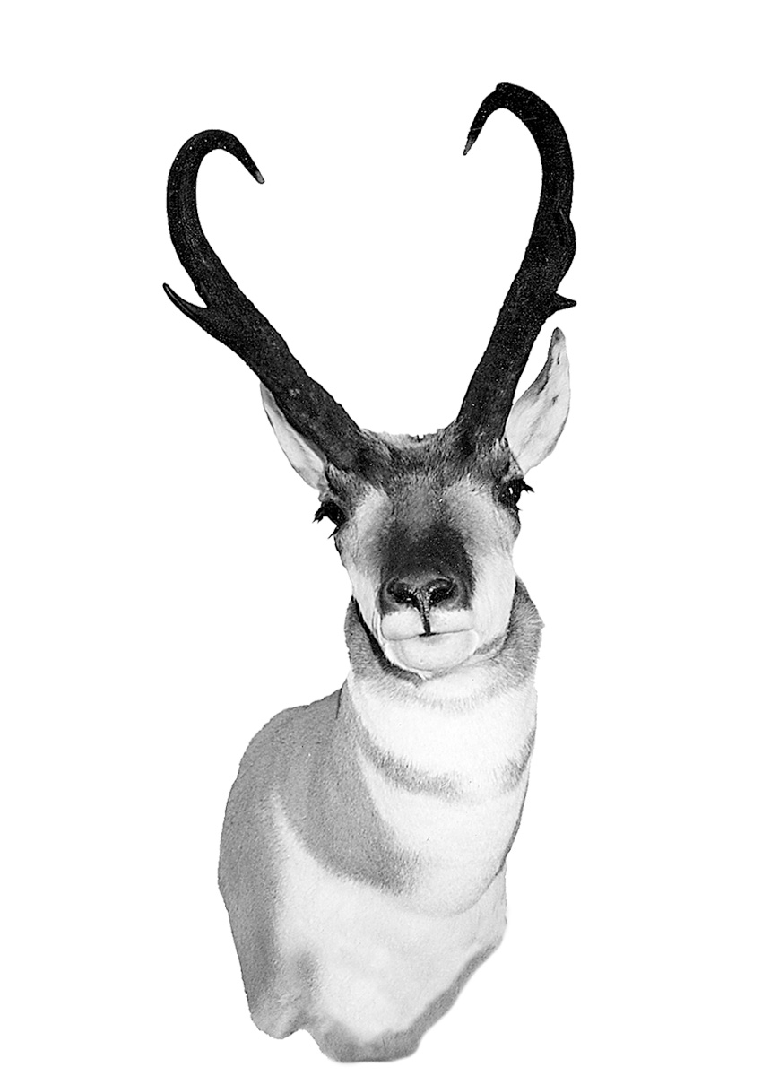 FJ-Pronghorn-MIN.jpg