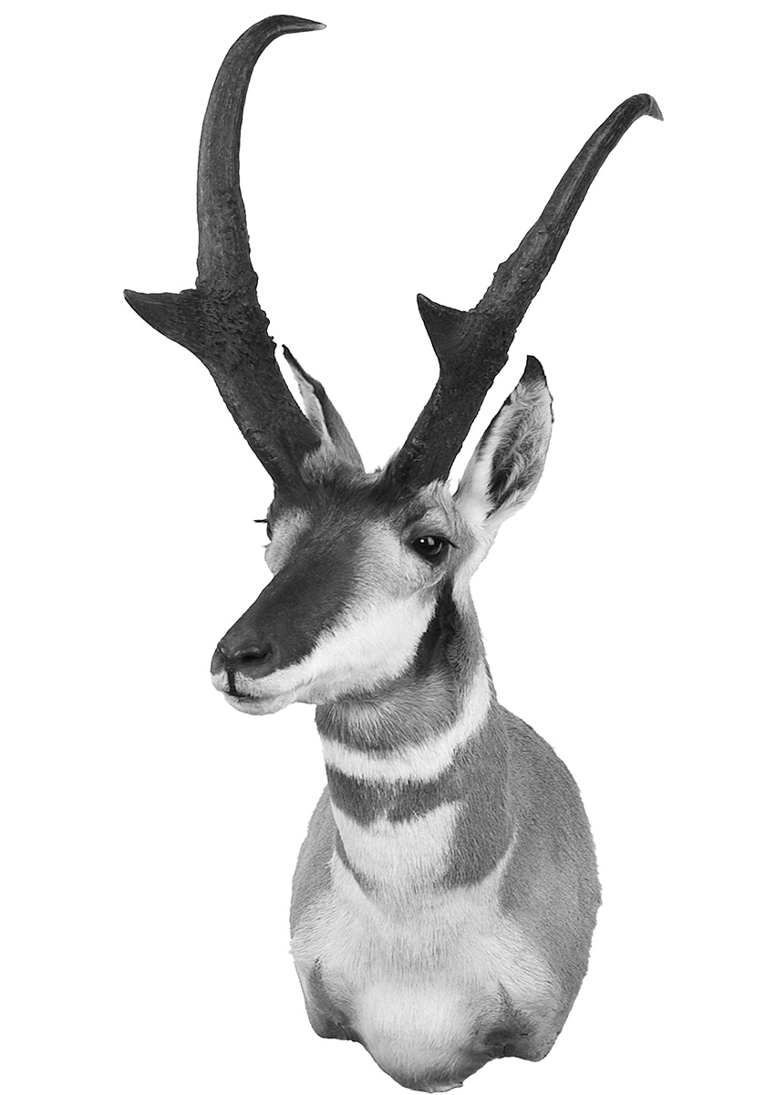 FJ-Pronghorn-WR.jpg