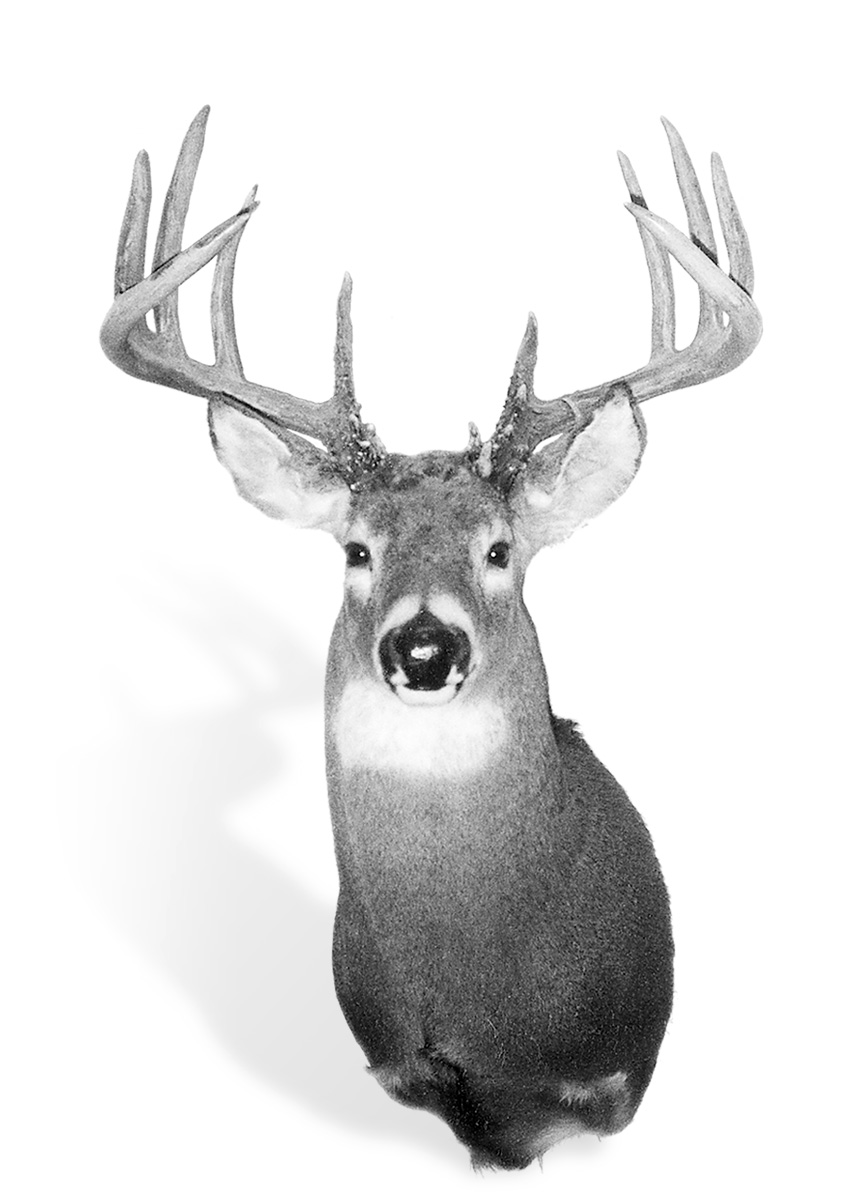 FJ-Whitetail-MIN.jpg
