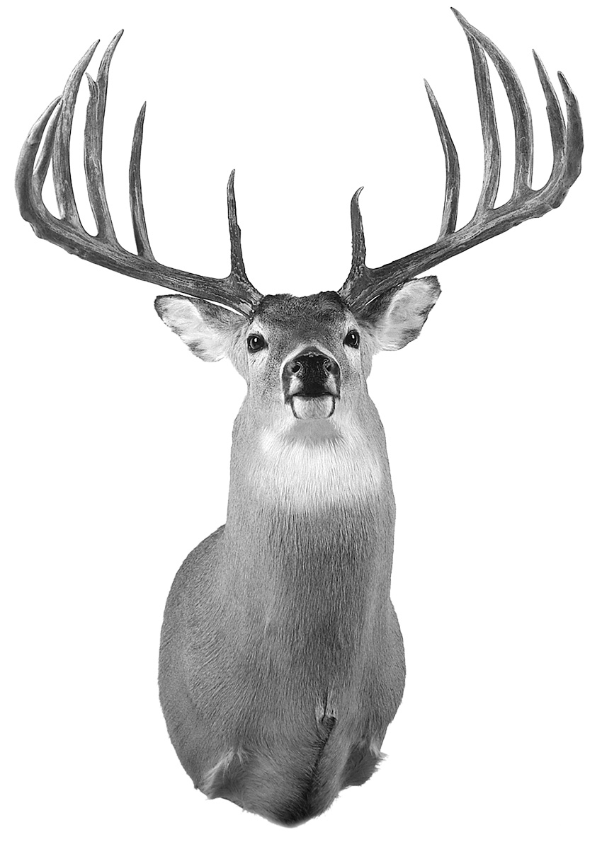 FJ-Whitetail-WR.jpg