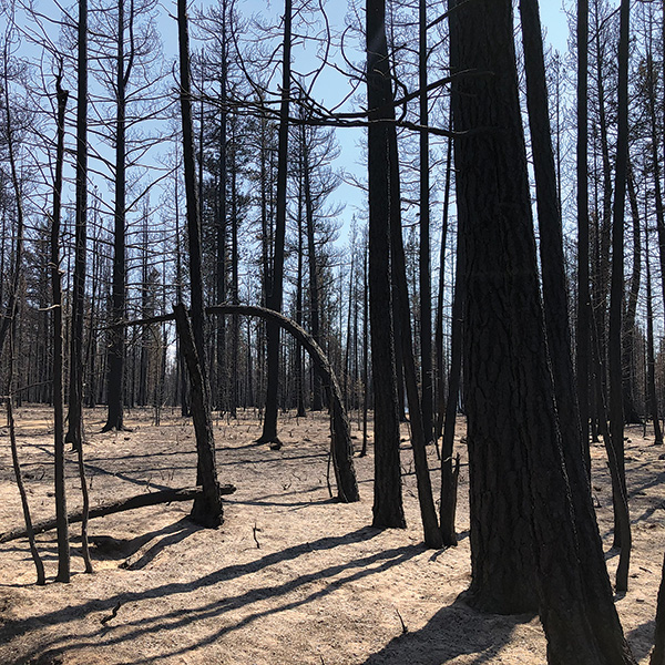 foresthealth-destruction.jpg