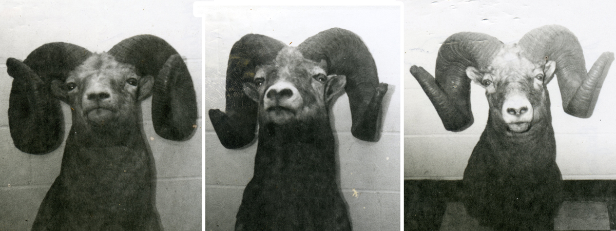 fosterbar_sheep.jpg