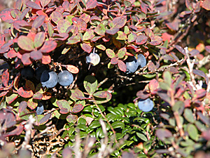 FS_berries.jpg
