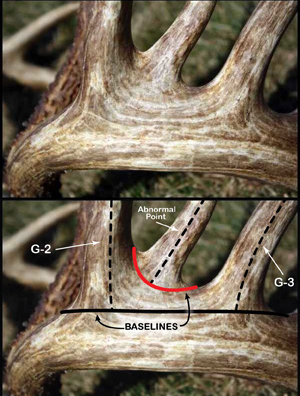 FS_FIGURE1_KingBuck.jpg