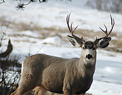 FS_muledeer.jpg