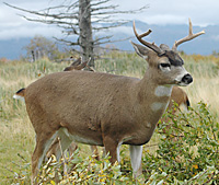FS_muledeerBlacktail.jpg