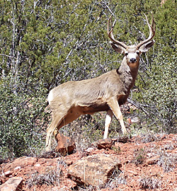FS_muledeerZion.jpg