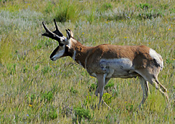 FS_pronghorn_buck2.jpg
