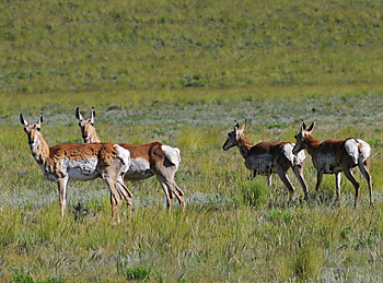 FS_Pronghorn does_small.jpg