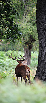 Red deer stag roaring during the rutting season