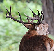 Red deer stag roaring during the rutting season
