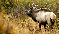 bull elk bugling