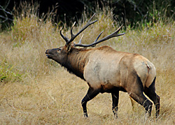 FS_TP6_buglingbullsmall.jpg