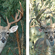 FS_TP_12Collage-Mini.png