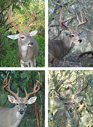 FS_TP_12Collage.png