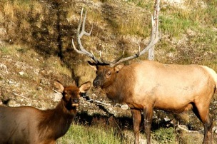 FS_TP_elk3.jpg