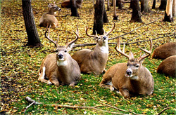 FS_trophypointswhitetail.jpg