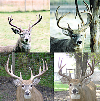 FS_whitetailinset.jpg