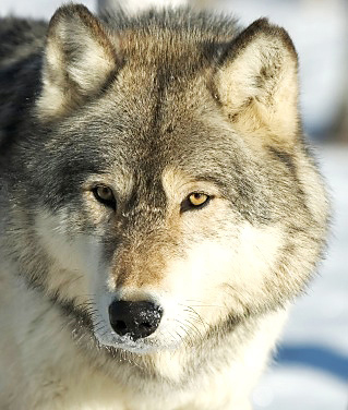 Gray wolf
