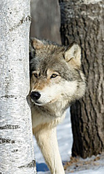 Gray wolf