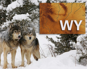 FS_WYwolf.jpg