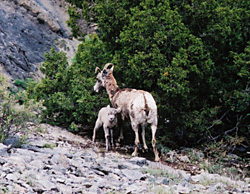 BC_bighorns