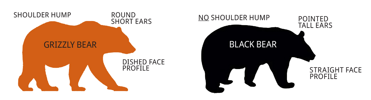 gb_vs_bb_body.jpg