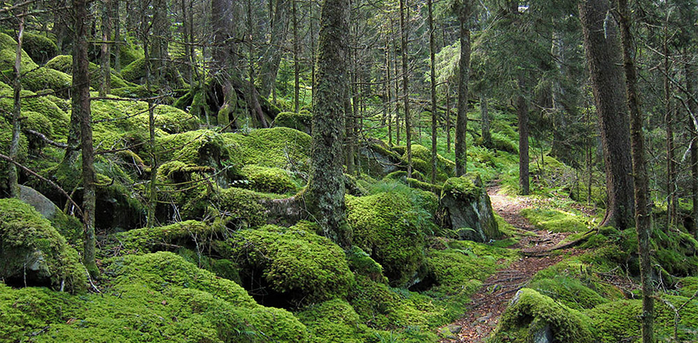 greatmountainforest.jpg