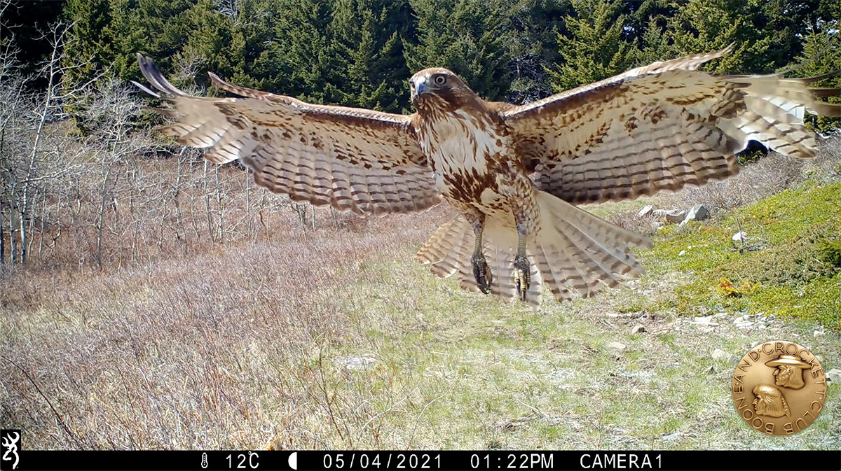 hawkofsomekind-img_1101-screenshot-1200px.jpg