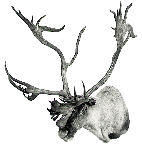 hedgecockcaribou-audioadventure-sidebar.jpg