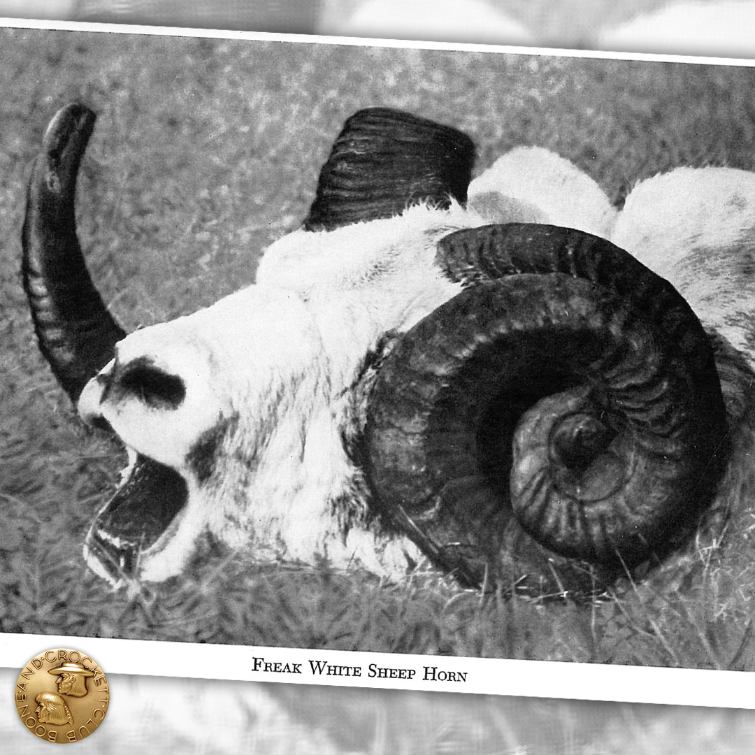 houseofhorrors-3-sheep.jpg