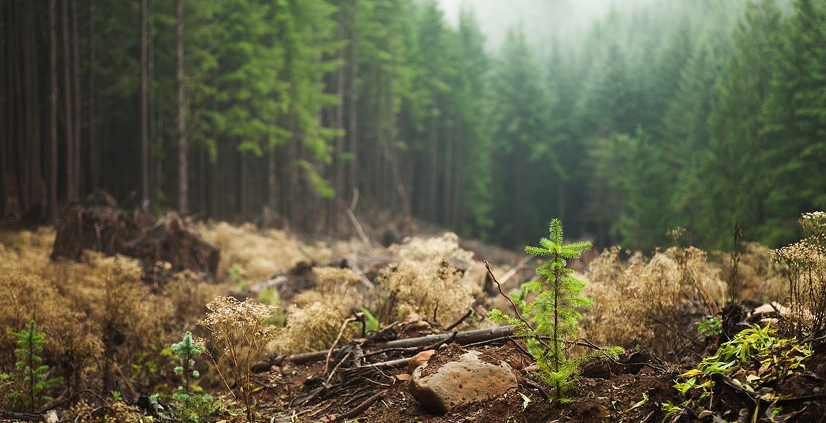 hunt30x30-reforestation-istock-171571526.jpg