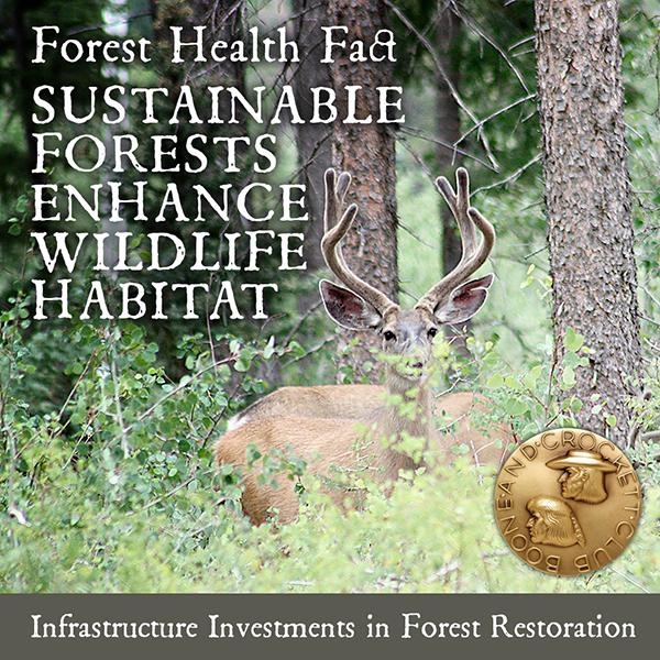 ig_foresthealth_web.jpg