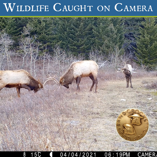 ig_wcc_elk-6.24.21.jpg