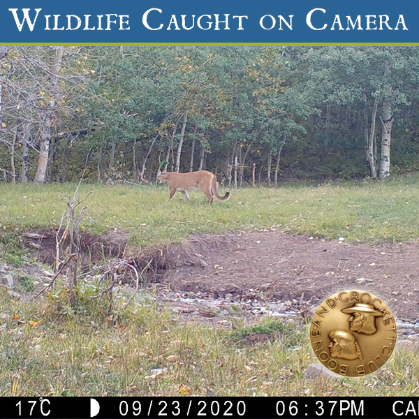 ig_wcc_lion_10.26.jpg