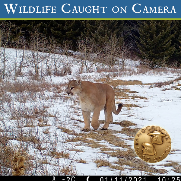 ig_wcc_mountainlion-7.6.21.jpg