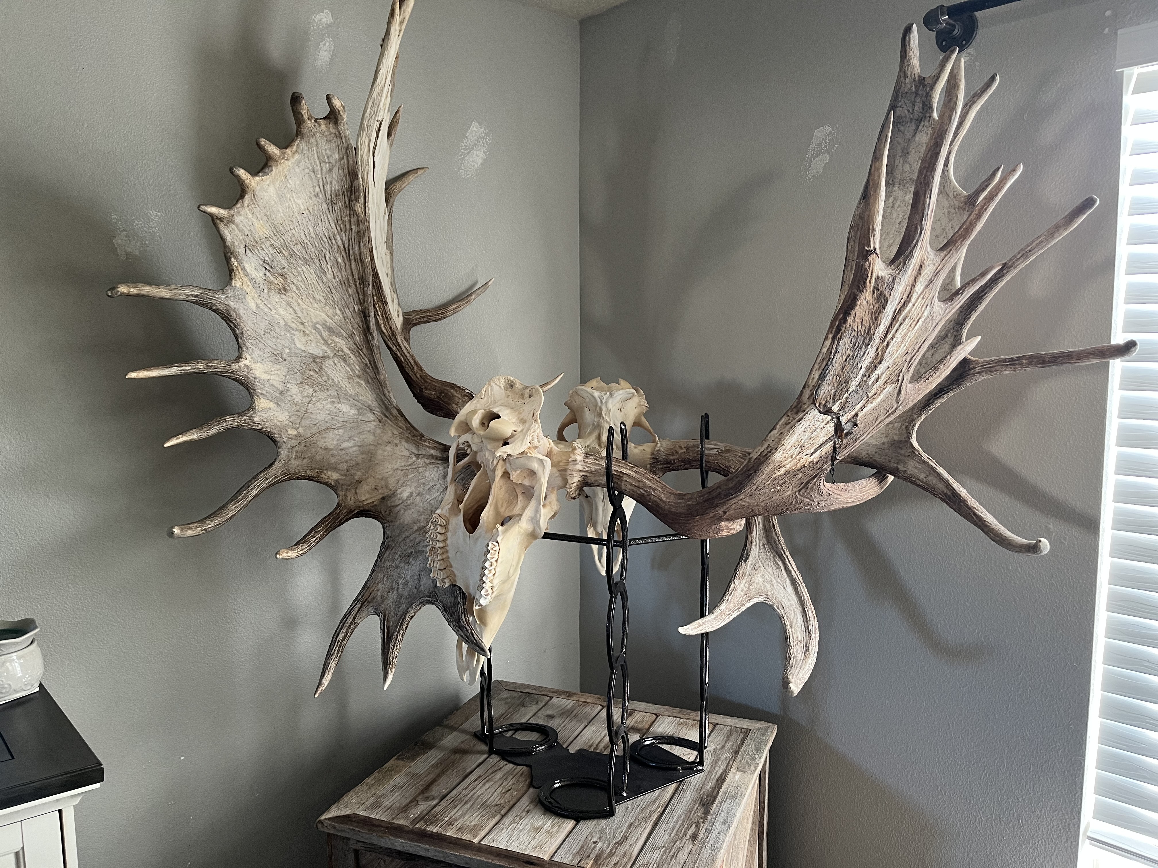 cline_moose_mount.jpeg