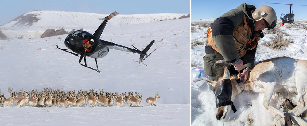 impact-pronghorn_subletteherd.jpg