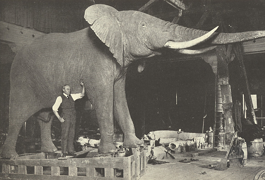 impact10-amnh-akeleyelephant.jpg