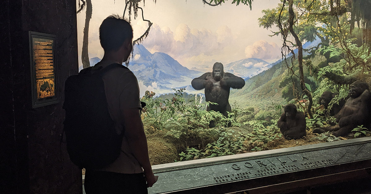 impact10-amnh-akeleygorilla.jpg