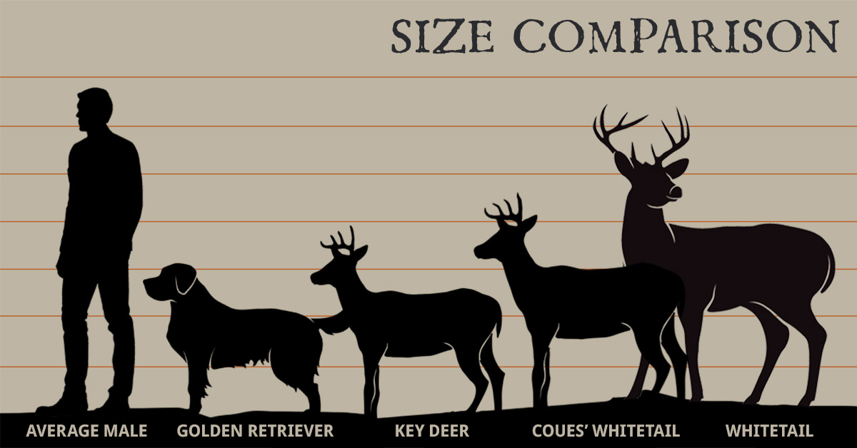 impact11-keydeer-comparison.jpg