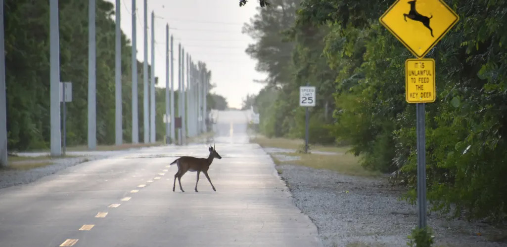 impact11-keydeer-roadcrossing2.jpg
