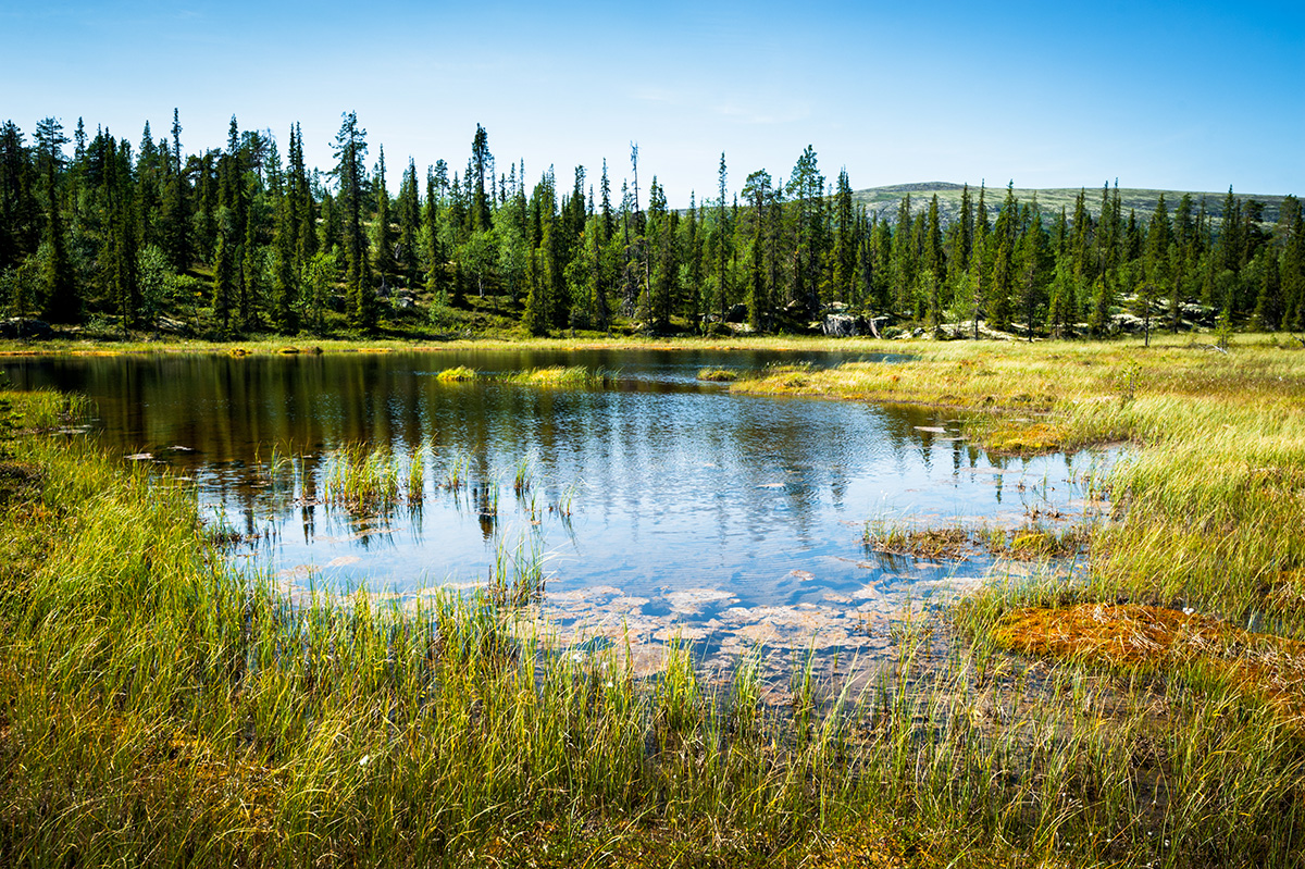 impact14_tongassnationalforest.jpg