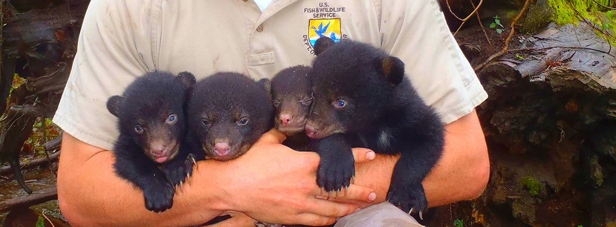 impact17-lablackbear-usfwsemployeematthewmccollisterblackbearcubs.jpg